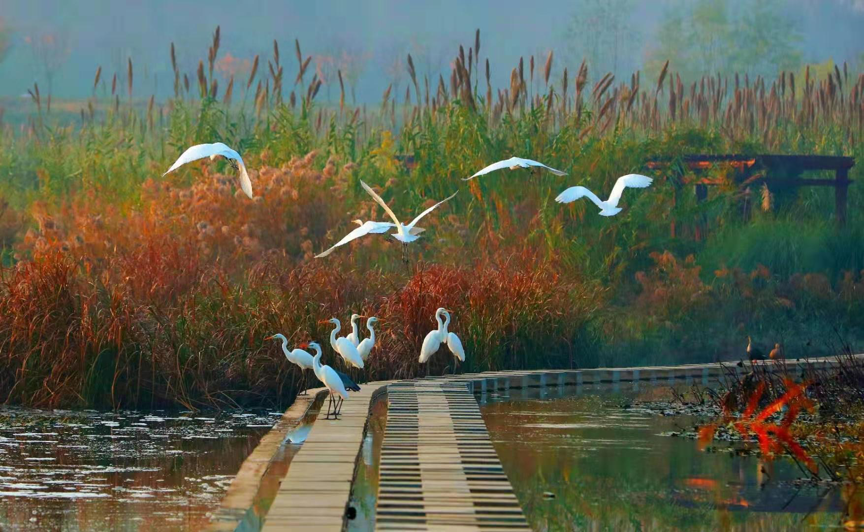 西安阎良区世界湿地日里看石川河美景百鸟和鸣