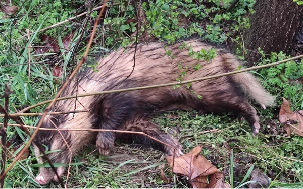 周至县:干群合力救助国家二级保护动物猪獾
